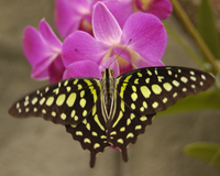 В лучах яркого солнца, гоняясь друг за другом, десятками кружились бабочки необыкновенных размеров и столь же необычной окраски. На каменных стенах и зеленых побегах вокруг сидело не меньшее количество подобных им. Некоторые, самые смелые из них, садились прямо на людей, вызывая водопад чувств: радость, восторг и удивление…